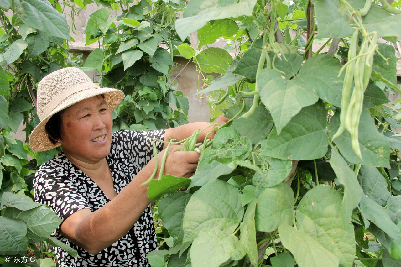 种芸豆怎样起垄,种芸豆最好的方法