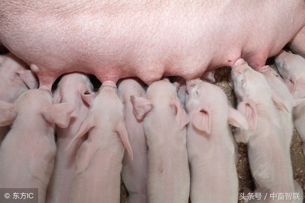 仔猪黄白痢是什么原因引起的,仔猪白痢是什么意思