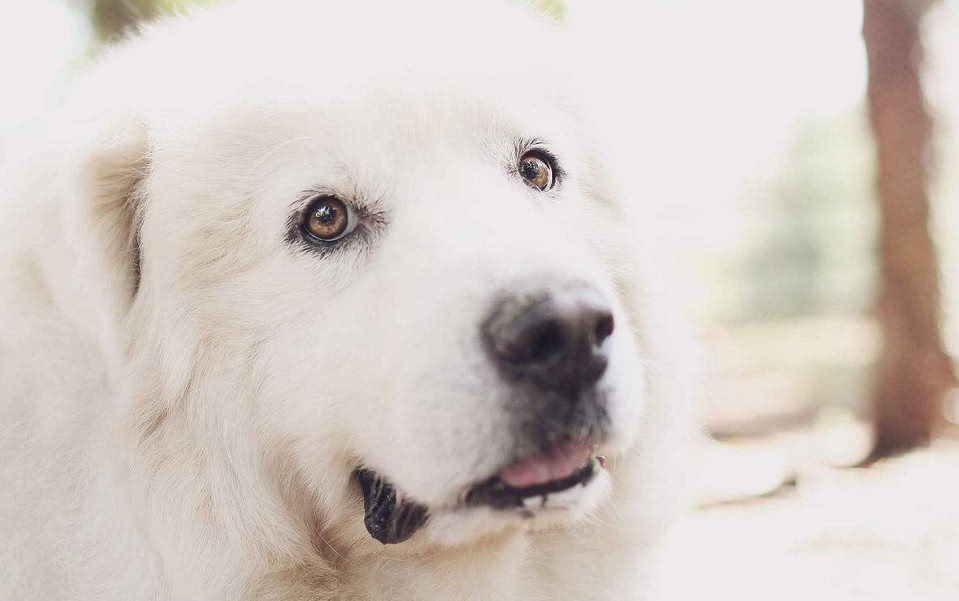 家里养一只大白熊犬是什么感觉,养大白熊犬