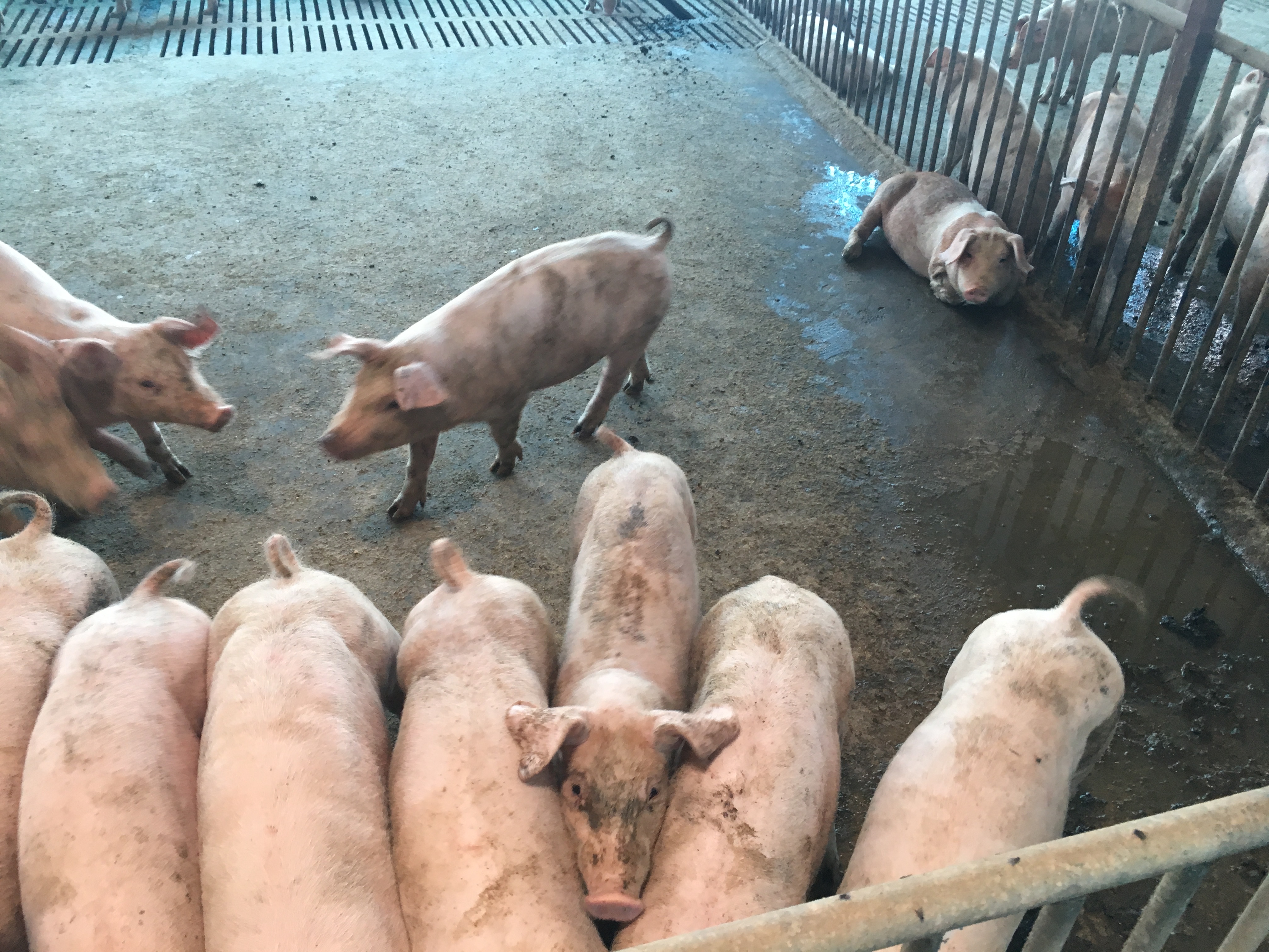 养猪户猪得新冠怎么办,猪猪肺疫怎么治疗最好最快