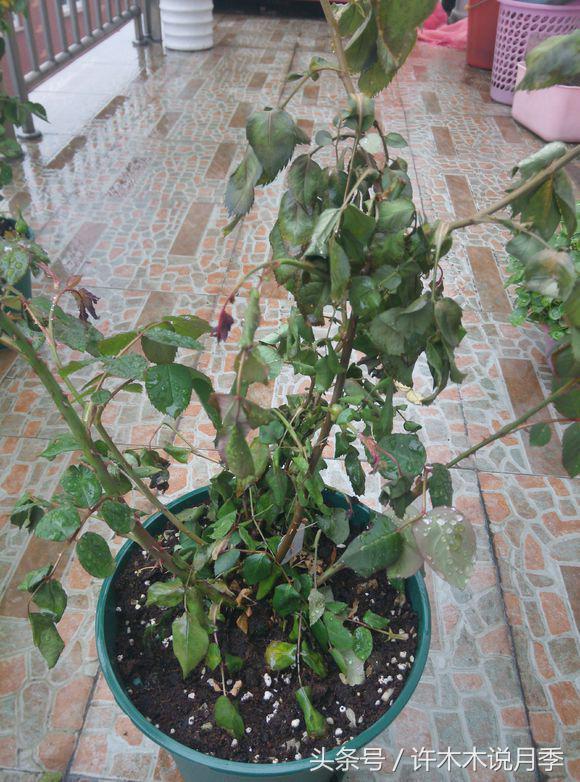 月季顶端新芽发软是什么原因,月季新芽萎蔫老叶正常是怎么回事