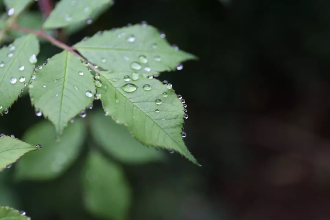 海大校花,海大双胞胎校花