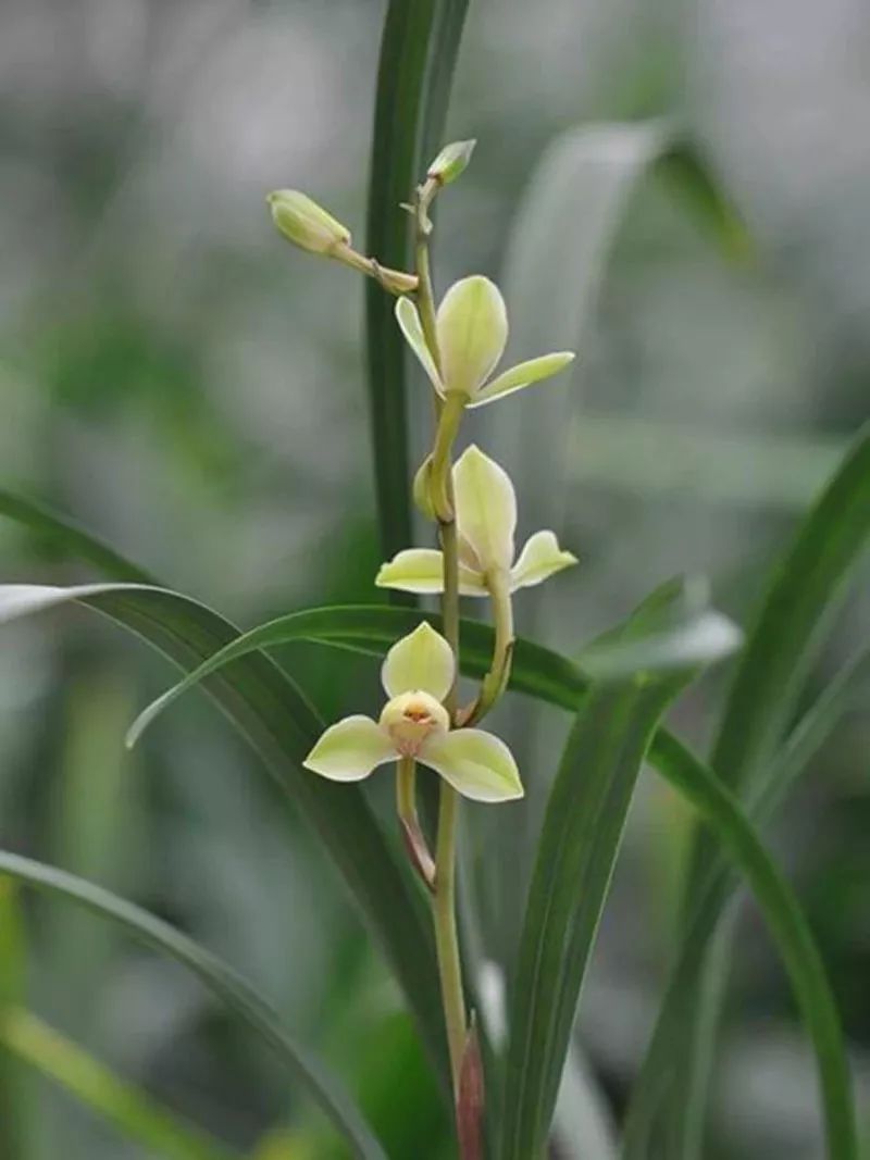 中华水仙-建兰四季兰新名品