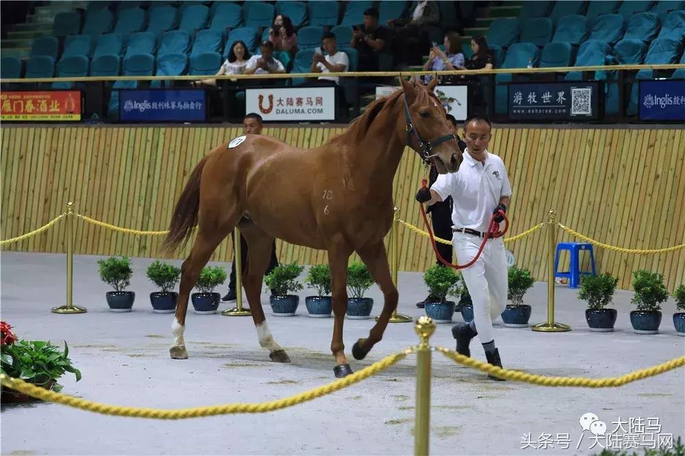 山西玉龙马业拍卖会,中国马拍卖会