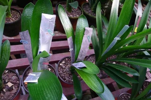 君子兰怎么摆放叶片才能不歪斜,君子兰叶片歪斜特别严重怎么矫正