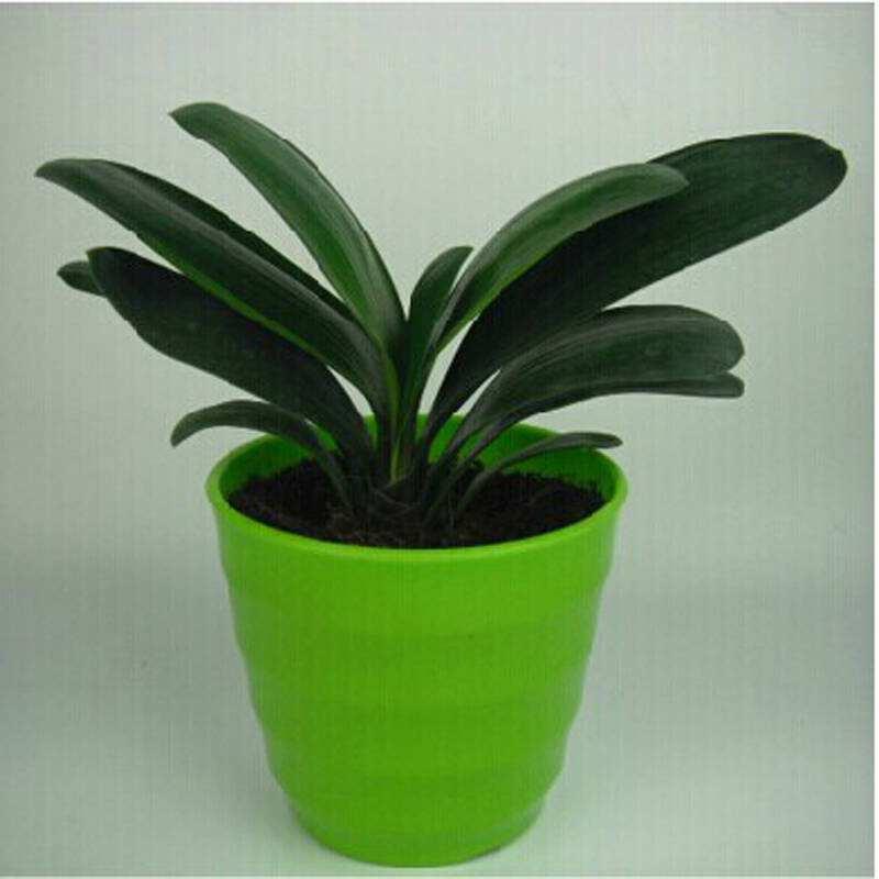 君子兰叶片歪斜严重怎么矫正,君子兰叶子歪斜矫正多少天