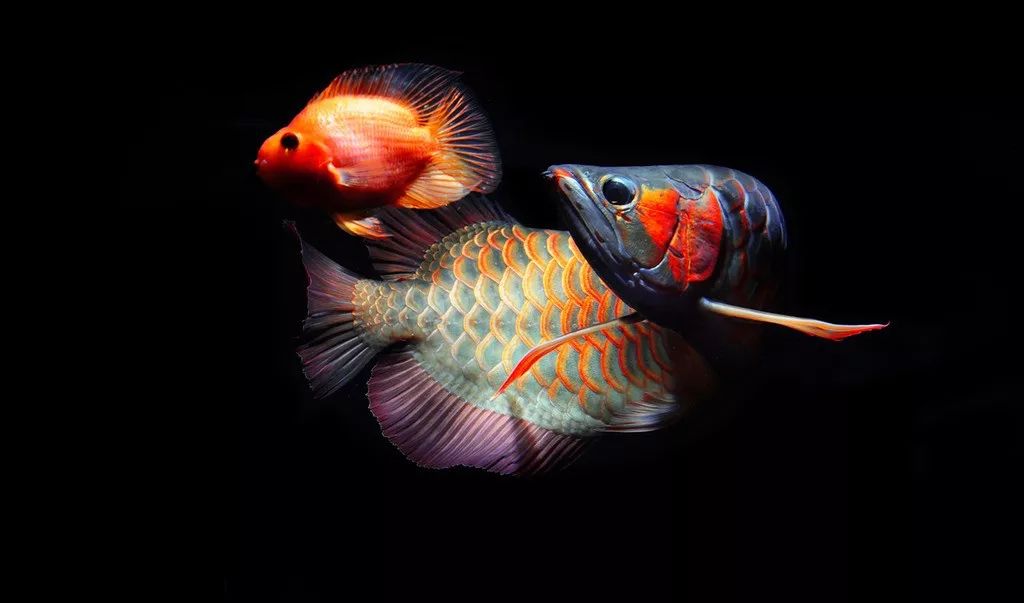 金头镇宅龙鱼,镇宅龙鱼放在什么方向