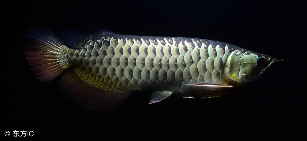 金头镇宅龙鱼,镇宅龙鱼放在什么方向