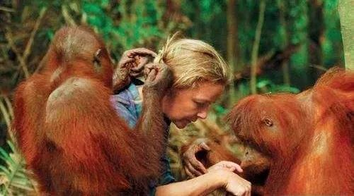 婆罗洲最神奇的探秘之旅,婆罗洲雨林探险