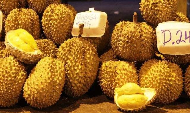 婆罗洲最神奇的探秘之旅,婆罗洲雨林探险