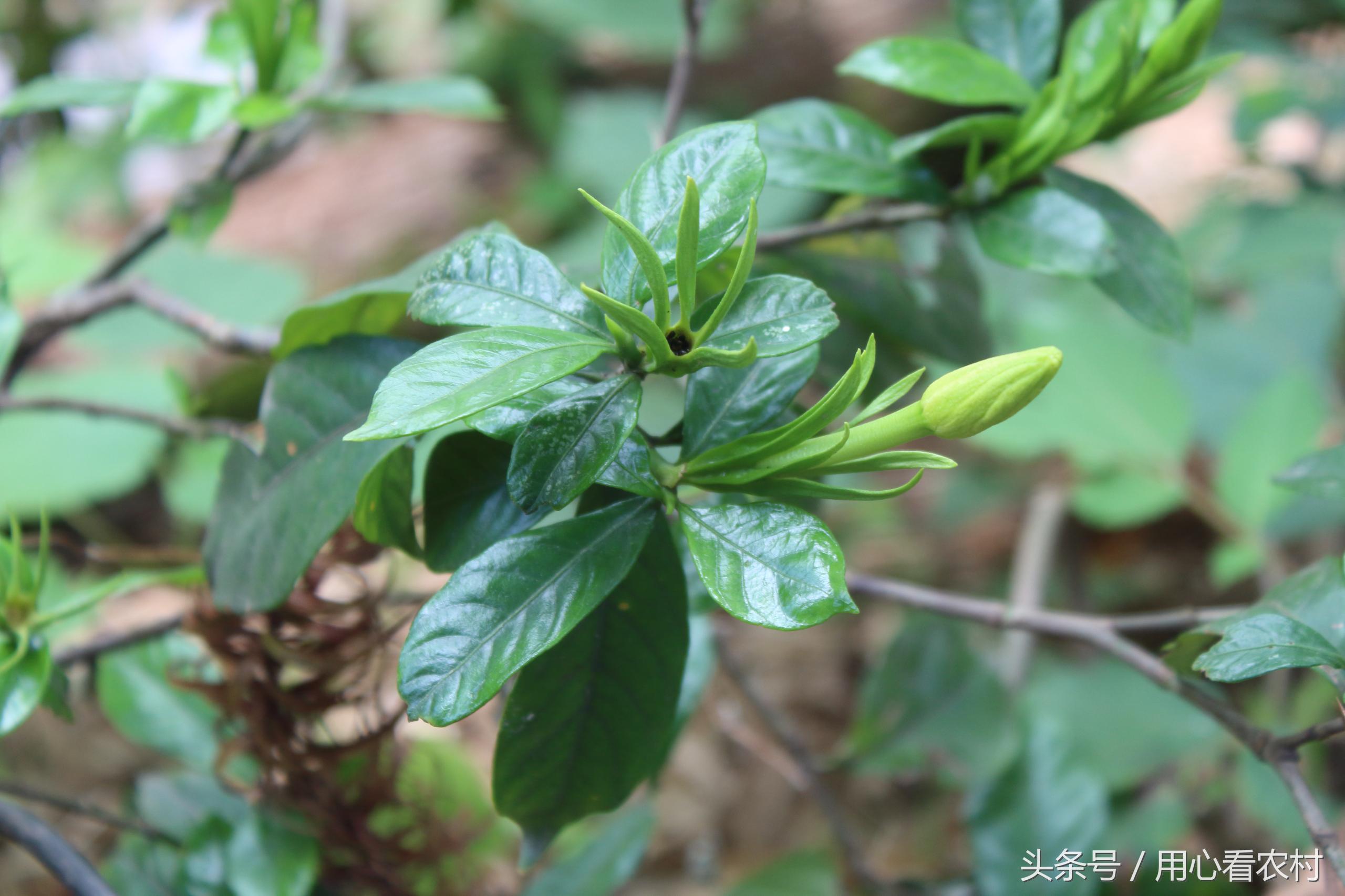 农村最常用的中草药价格,农村的各种草药及其市场价格