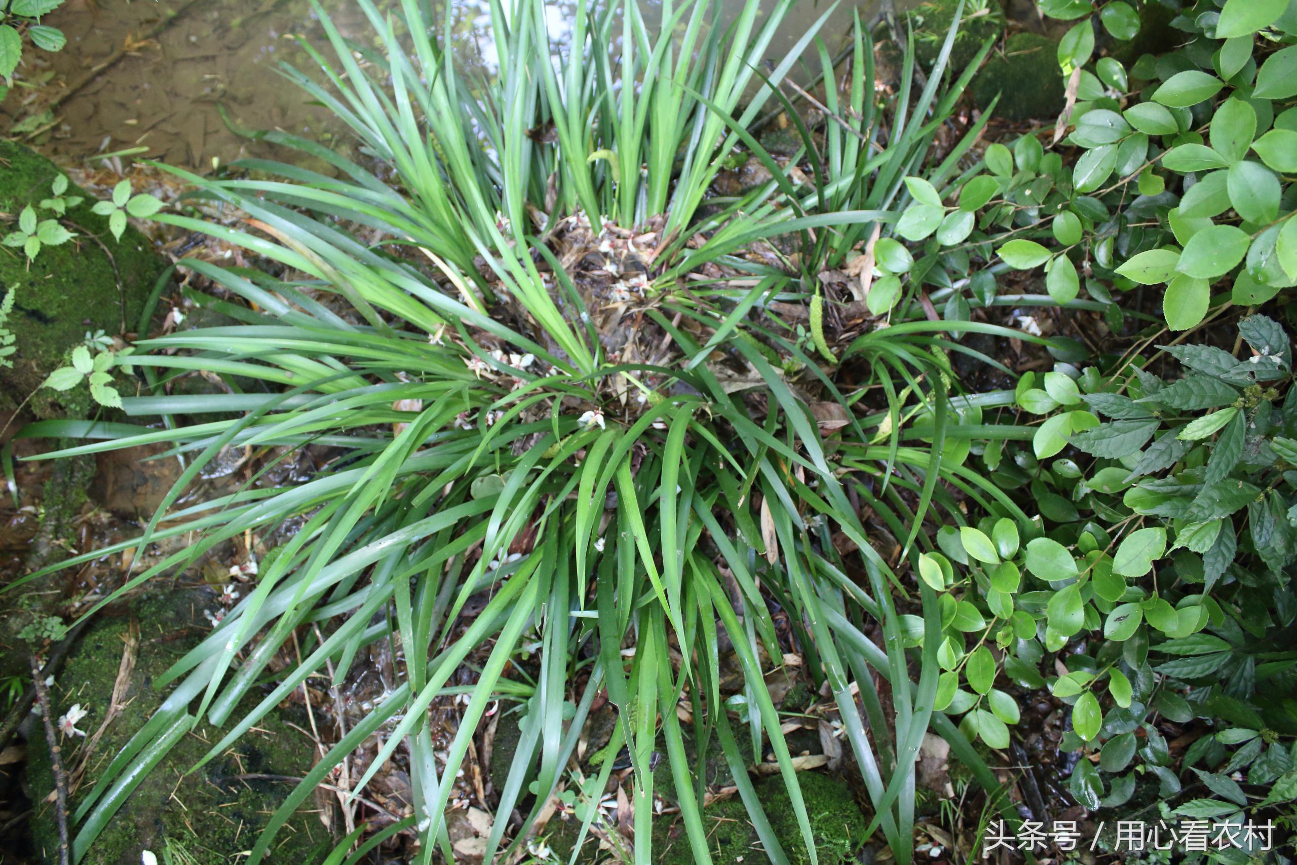 农村山上的这种草药一斤卖万元,农村草药多少钱一斤