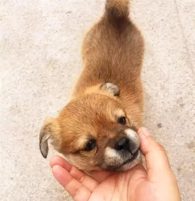 土狗看家如何不被咬,小土狗护食被咬