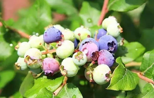 最新蓝莓采摘,蓝莓基地怎么采摘蓝莓