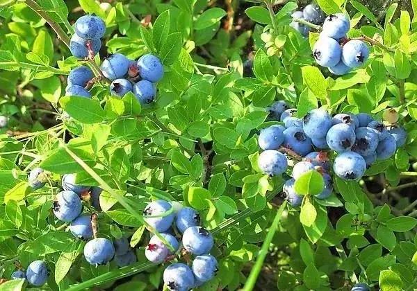 最新蓝莓采摘,蓝莓基地怎么采摘蓝莓