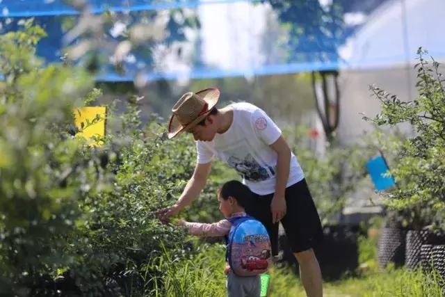 最新蓝莓采摘,蓝莓基地怎么采摘蓝莓