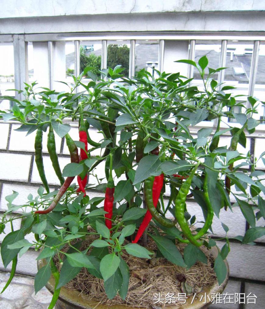 10种阳台菜种植方法,8个阳台种菜的小诀窍