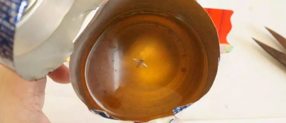 我竟然给蟑螂买了一套房子并请它喝了一罐哈尔滨？