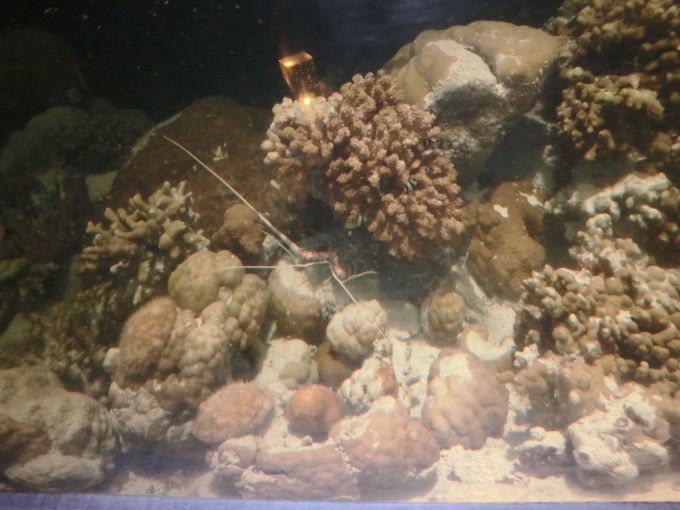 马代有毒，去过就停不下来~马尔代夫奥臻岛ozen