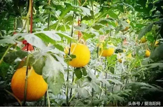 孟津最好的草莓采摘地点,冬季孟津采摘园