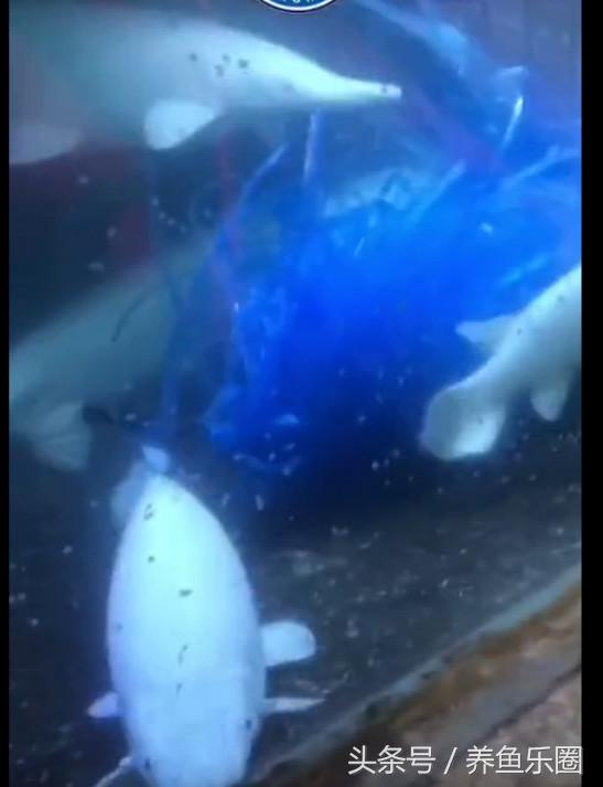 因为5毛钱的塑料带,我成功繁殖了白化火箭鱼!
