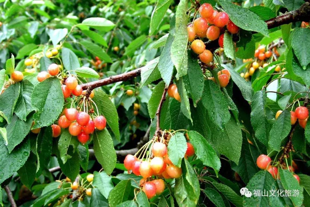 2020年烟台大棚樱桃采摘,最美樱桃季烟台露天大樱桃采摘啦