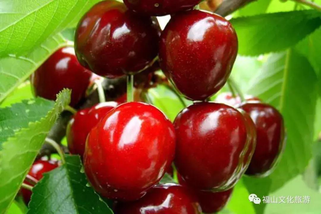 2020年烟台大棚樱桃采摘,最美樱桃季烟台露天大樱桃采摘啦