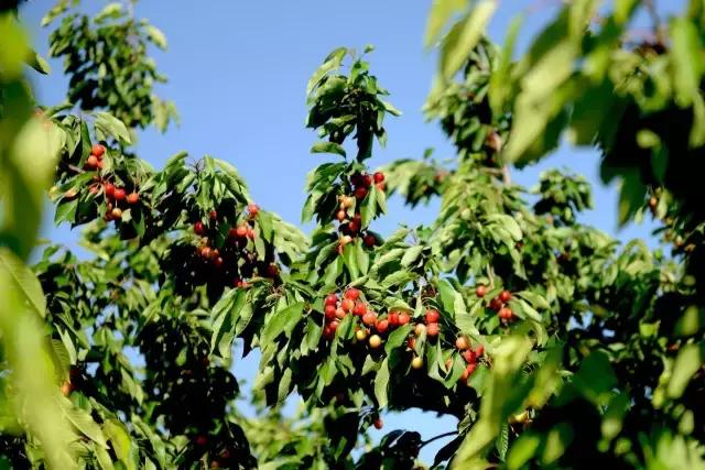 2020年烟台大棚樱桃采摘,最美樱桃季烟台露天大樱桃采摘啦