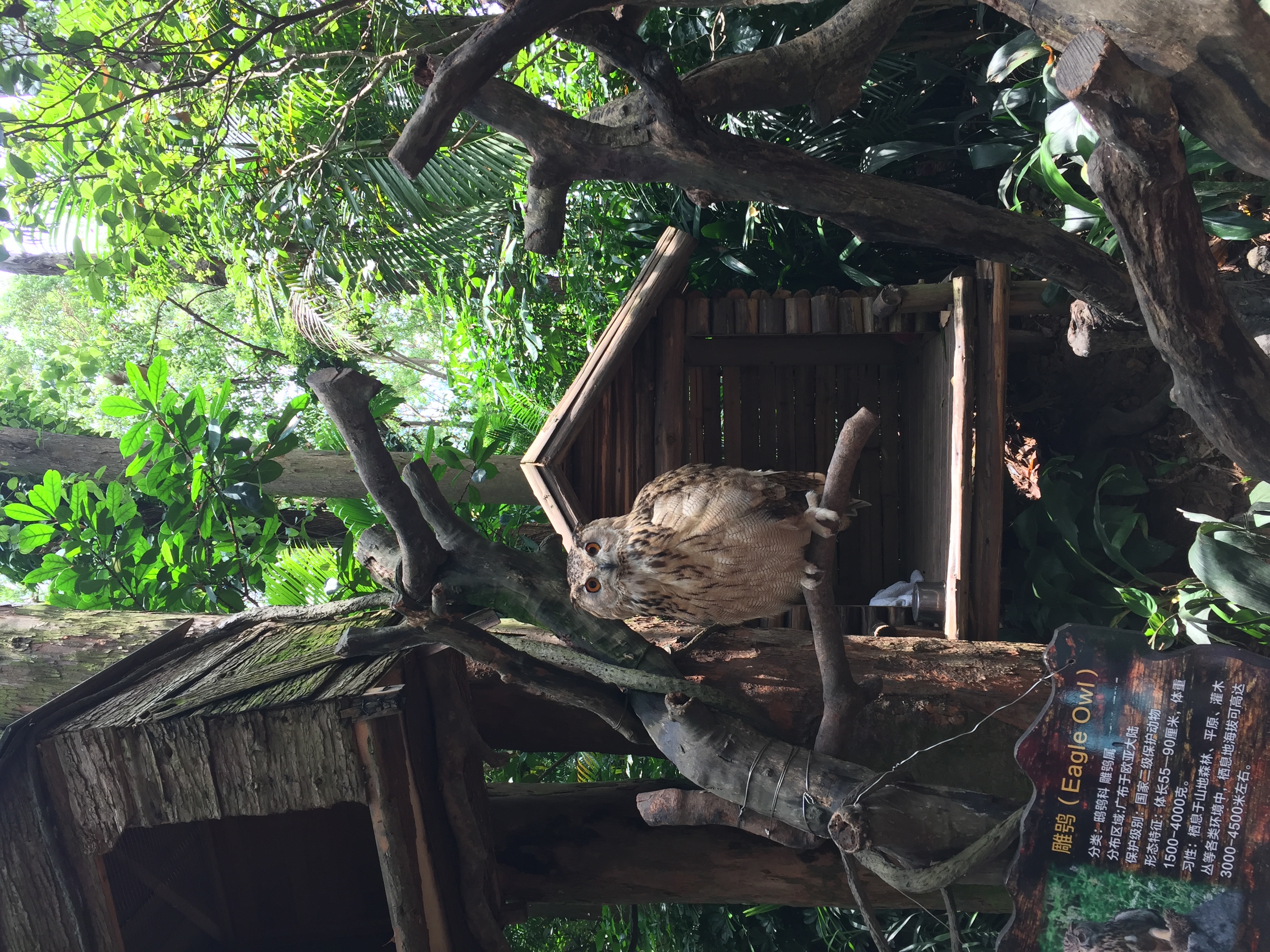 广州长隆游乐园明信片怎么写,广州长隆游记300字