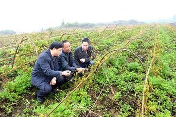 澶╃劧瀵岀榛勯叜钘よ尪,钘よ尪榛勯叜鐨勪綔鐢ㄤ笌鍔熸晥