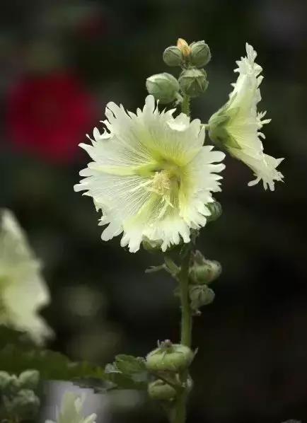 金堂鲜花山谷风景区门票多少钱,鲜花山谷金堂