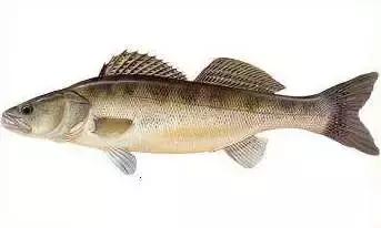 中国黑龙江的鳇鱼,探秘黑龙江鳇鱼