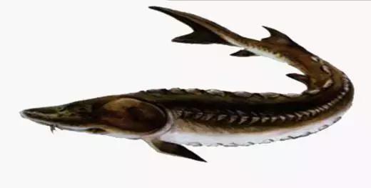 中国黑龙江的鳇鱼,探秘黑龙江鳇鱼