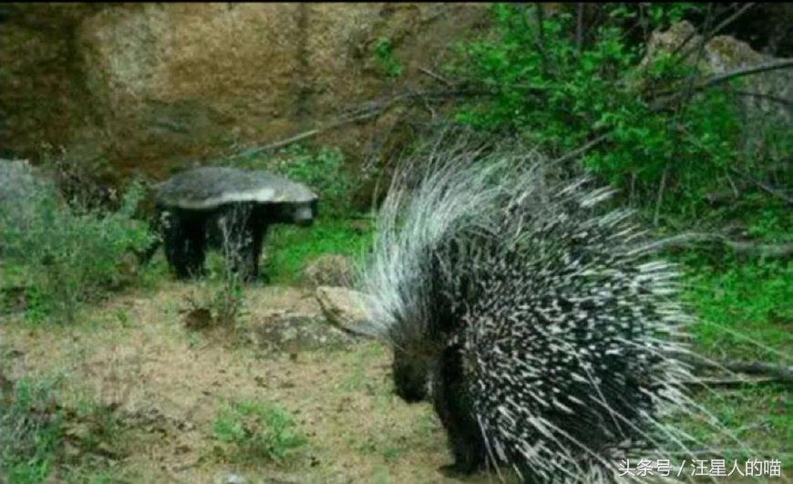 动物界的平头哥到底有多厉害,动物界的平头哥战斗