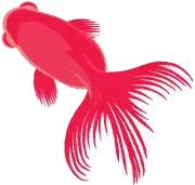 黑龙江省的鳇鱼,中国黑龙江的鳇鱼