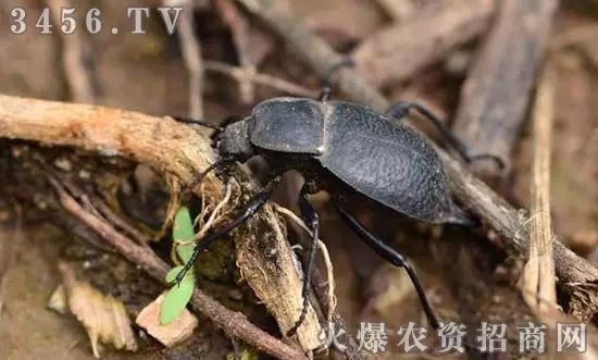 地下害虫的主要防治措施是什么,地下害虫和地面害虫怎样防治