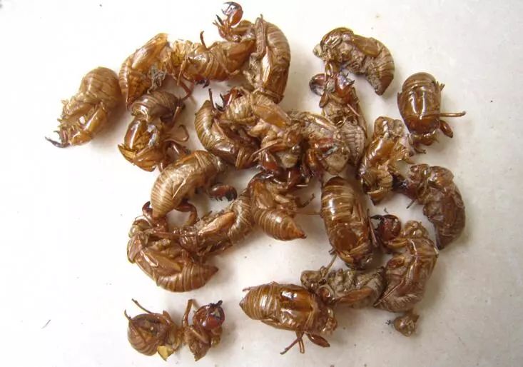 清热利咽汤的最佳配方,这3款汤清热润燥每个人都要喝好