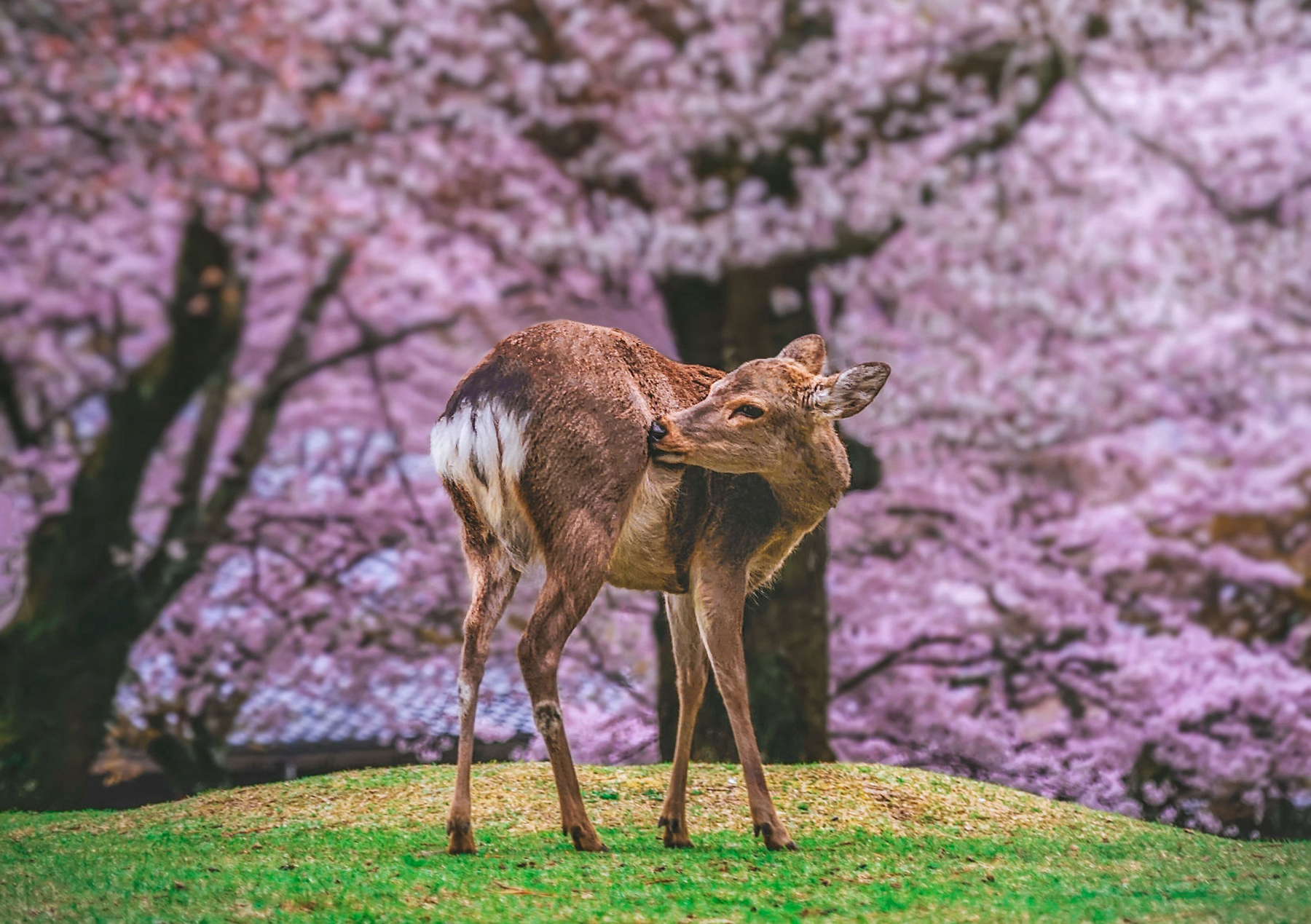 永川野生动物园亚洲最大,南京红山森林动物园亚洲虎