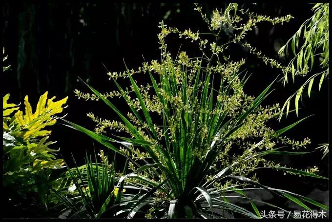 巴西木龙血树的辨识区别和鉴赏,巴西木龙血树能长多大