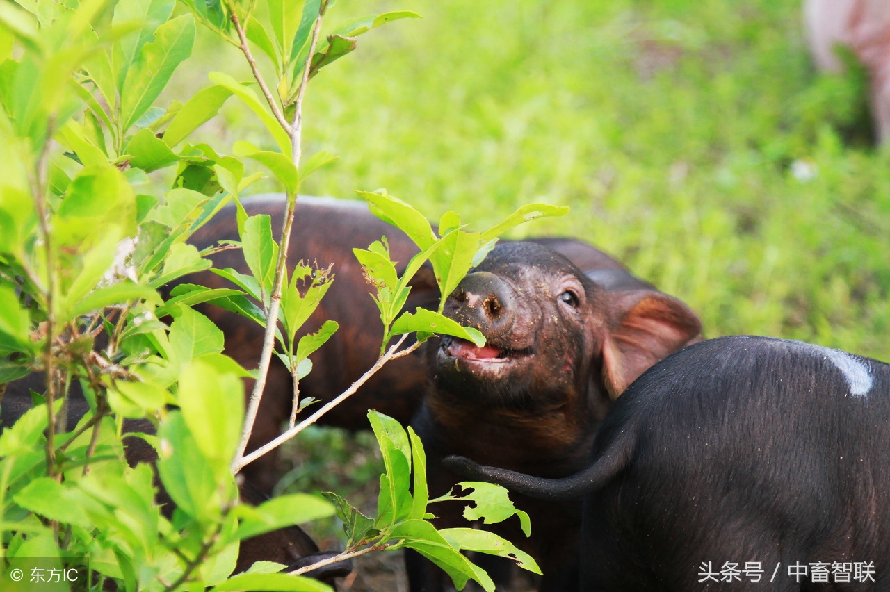 如何饲养好公猪提高精子活力,高温天气如何让猪安然度过