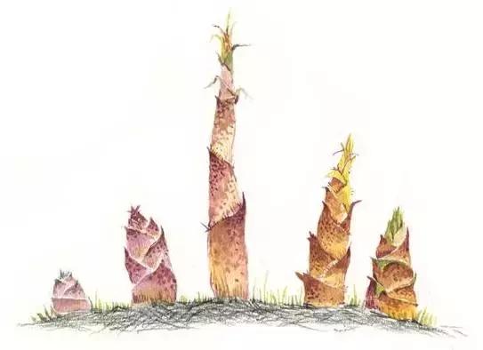 灶间日月长｜来驿雲笋之宴，体验顶尖的味蕾享受