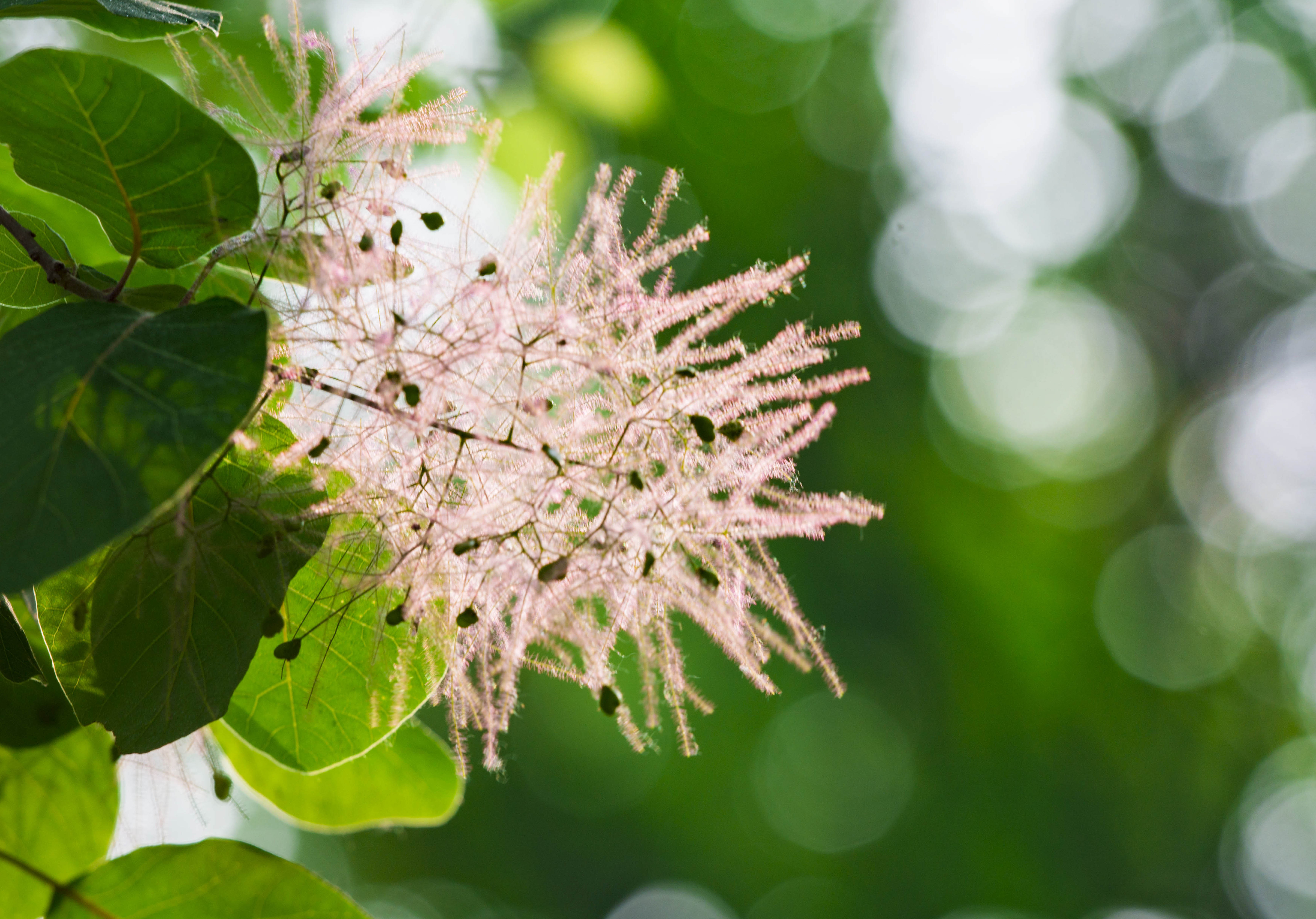 摘一簇黄栌花，把浪漫带回姥姥家，但它柔软的花身却让人不舍碰它