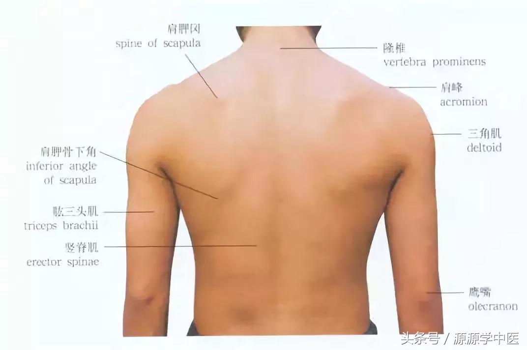 针灸推拿穴位图,常用穴位快速取穴