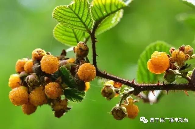 无刺黄泡采摘园昌宁,昌宁摘黄泡的地方