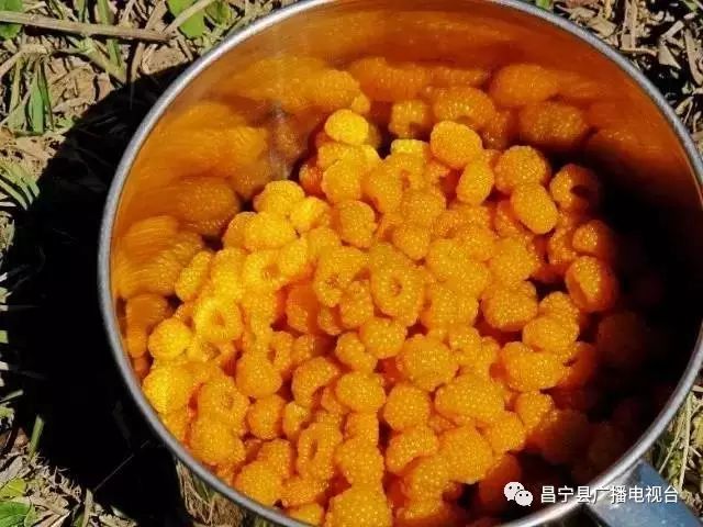 无刺黄泡采摘园昌宁,昌宁摘黄泡的地方