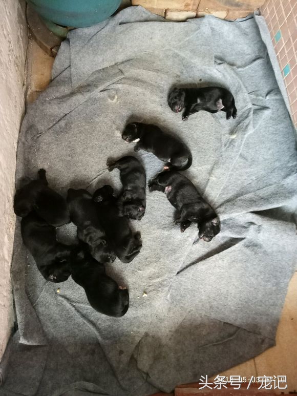 金毛被欺负再养一只,金毛被小狗欺负