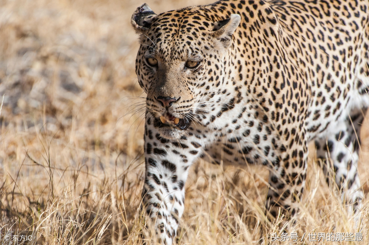 猫科前十排名,猫科最大体型排行