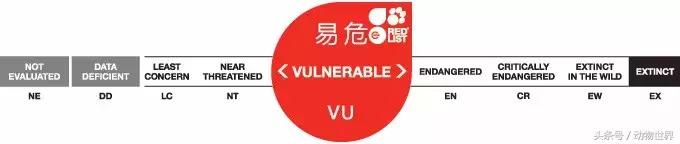 世界海龟日古老的爬行动物,世界海龟日它们奔赴星辰大海