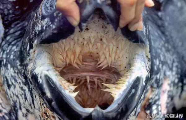 世界海龟日古老的爬行动物,世界海龟日它们奔赴星辰大海