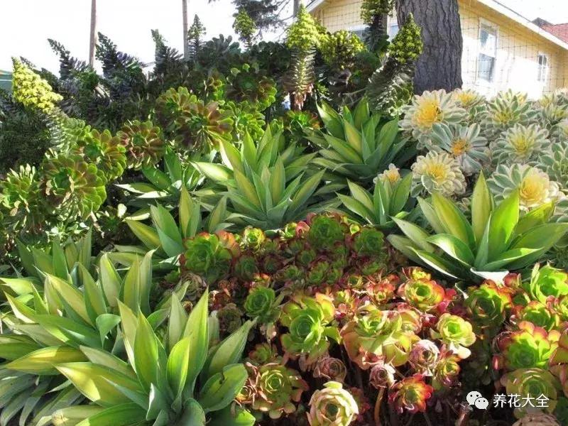 老外私家花园景观,国外多肉花园